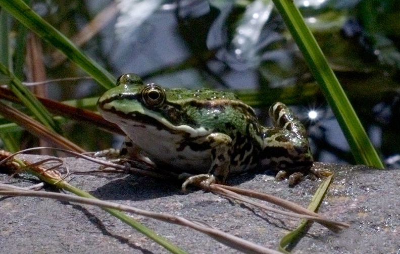 Frogs (2).webp