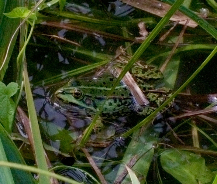 Frogs (3).webp