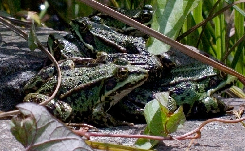 Frogs (4).webp