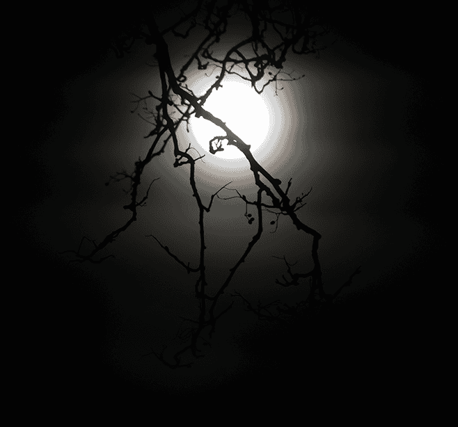 Full moon behind branches (Tokina 200mm) (1).png