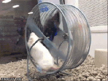 fun-for-the-whole-family.gif