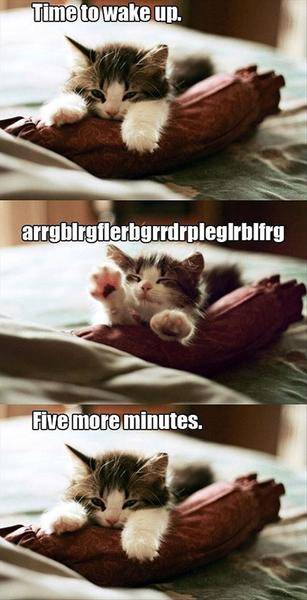 funny-animal-pictures-with-captions-010-016.jpg