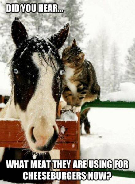 funny-animal-pictures-with-captions-010-019.jpg