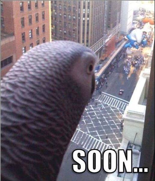 funny-animal-pictures-with-captions-010-021.jpg