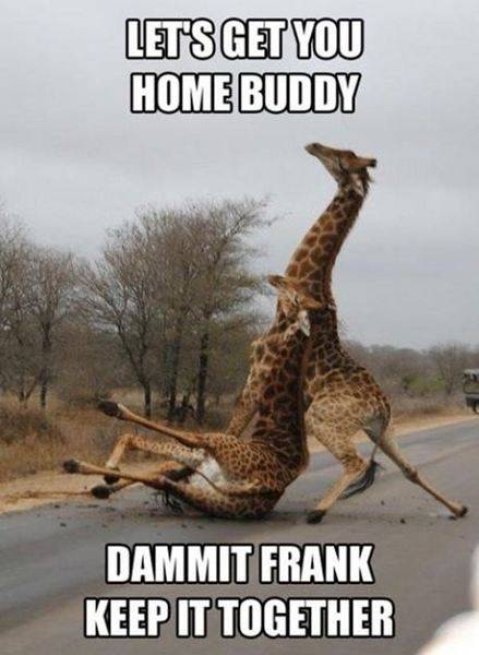 funny-animal-pictures-with-captions-010-025.jpg