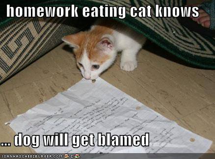 funny-cat-1.jpg