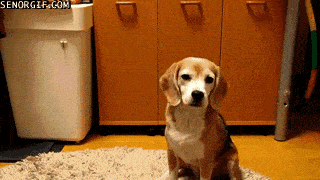 funny+dog+-+gimme+the+ball%2521.gif