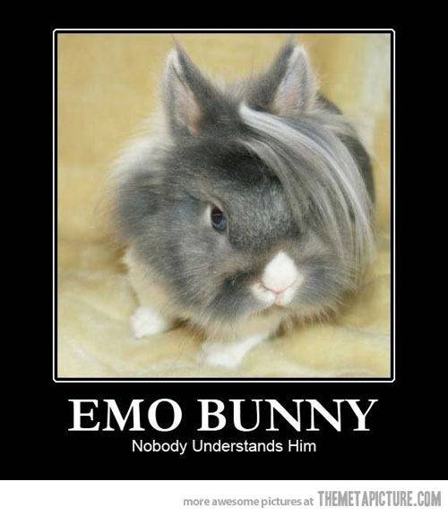 funny-emo-bunny-hair.jpg