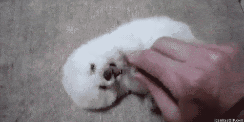 funny-gif-cute-baby-dog.gif