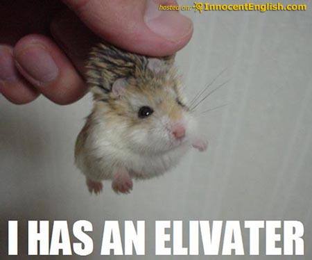 funny-hamster-pic.jpg