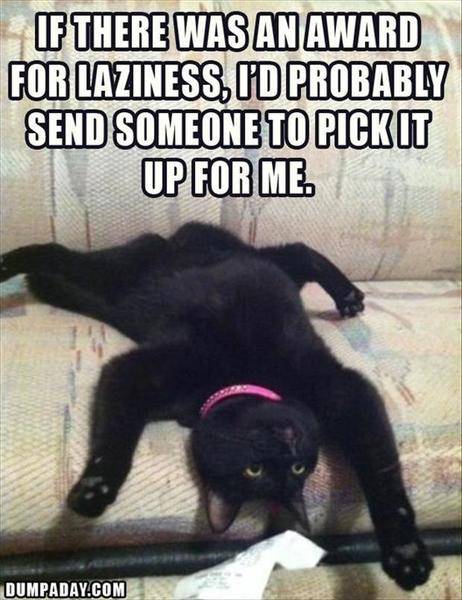 funny-lazy-cat.jpg