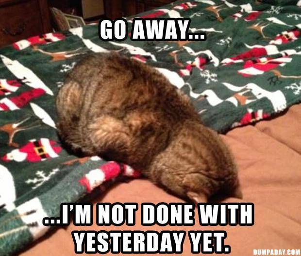 funny-monday-morning-pictures-lolcats.jpg