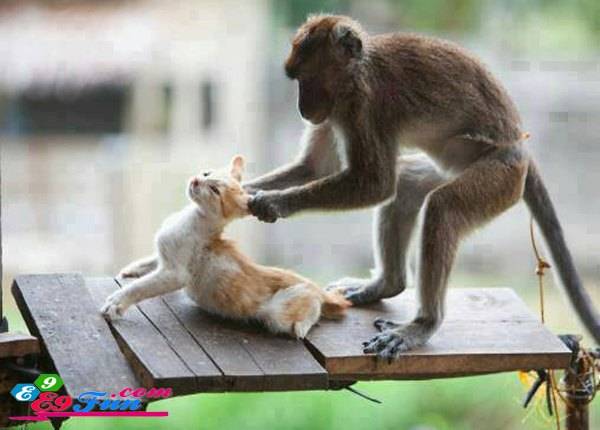 Funny-Monkey-Playing-With-Cat.jpg