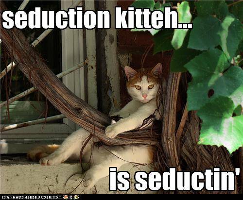 funny-pictures-cat-looks-seductive.jpg