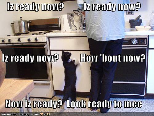 funny-pictures-cat-wonders-if-the-food-is-ready1.jpg