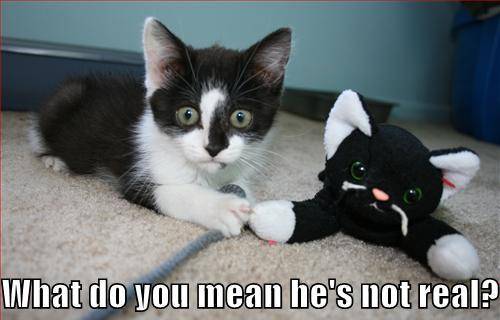 funny-pictures-kitten-realizes-his-friend-is-not-real.jpg