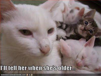 funny-pictures-momcat-will-tell-kitten-that-she-is-adopted-later.jpg
