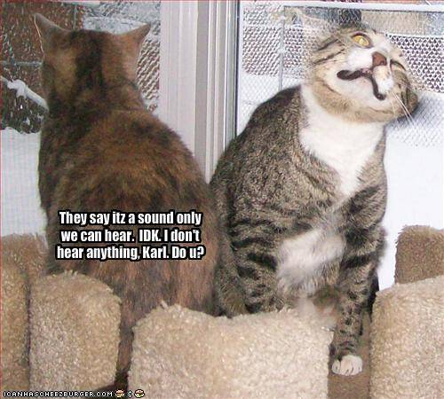 funny-pictures-one-cat-hears-bad-sounds.jpg