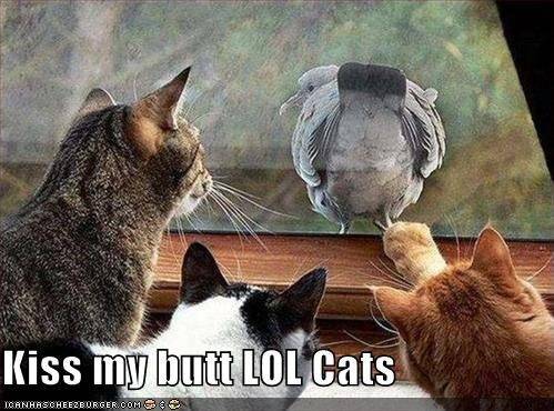 funny-pictures-seagull-invites-lolcats-to-kiss-his-bottom1.jpg