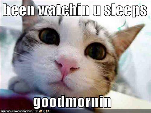 funny-pictures-your-cat-watches-you-sleep.jpg