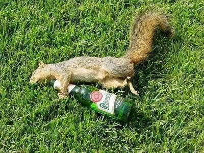 Funny-Squirrel-Drink-Recipes-nice.jpg