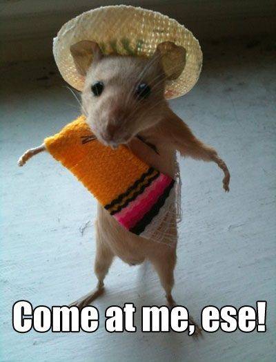 funny_animal_pictures_13.jpg