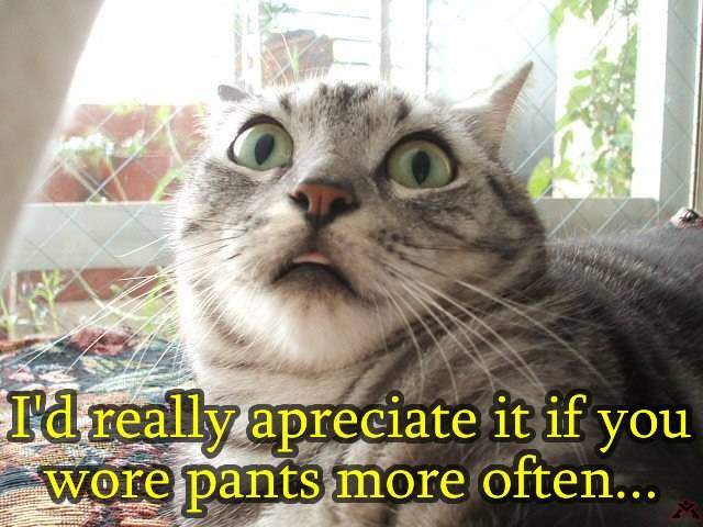 funny_cat_pictures_188_2_.jpg