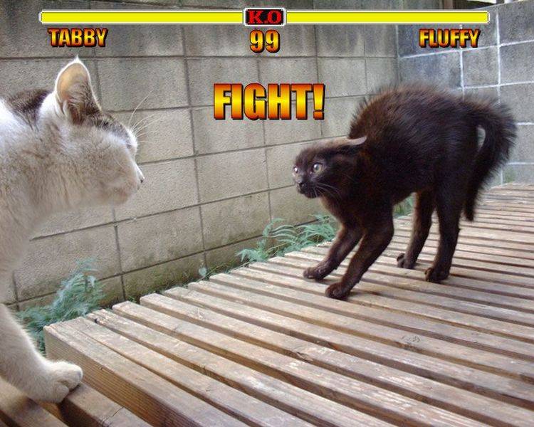 funny_cat_pictures_201.jpg