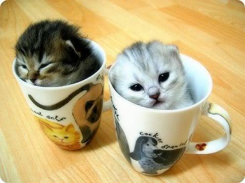 funnycatpic2.jpg