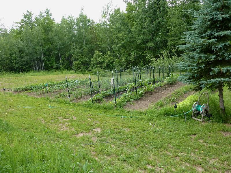 garden713.jpg