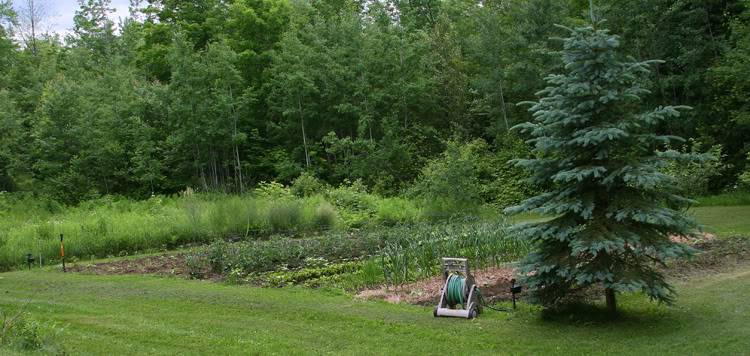 gardenjune.jpg