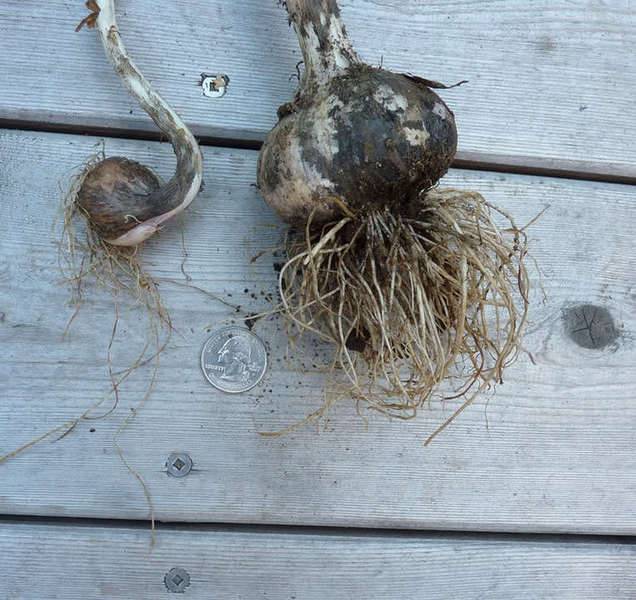garlicbulbsize.jpg