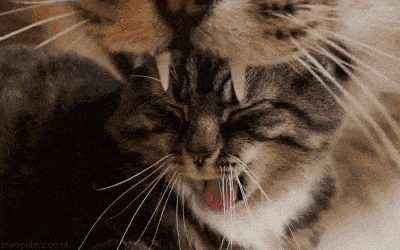 giphy.gif