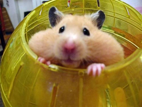 Girl-in-Hamster-Suit-Runs-on-Water-in-Hamster-BallHamster.jpg