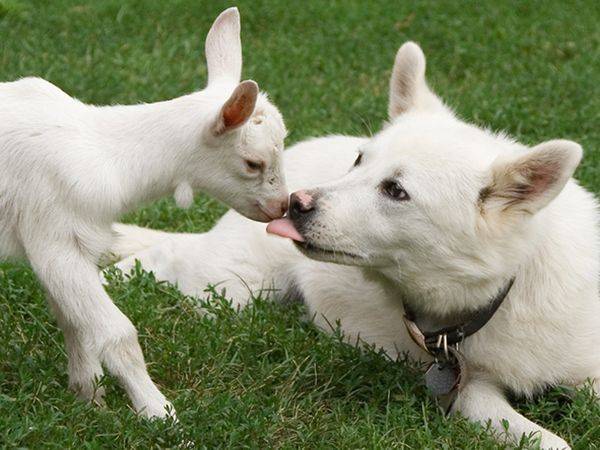 goatanddog.jpg