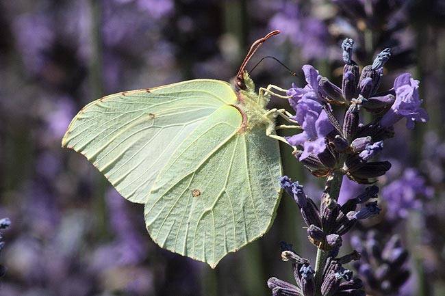 Gonepteryx_rhamni.jpg