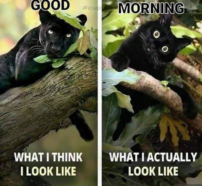 Good Morning.jpg