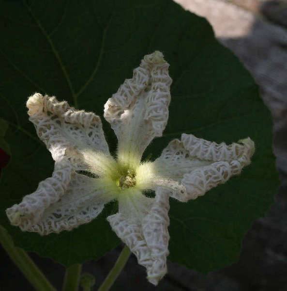 gourd_folding.jpg