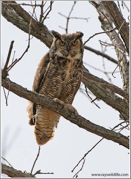 great-horned-owl-bubo-virginianus-2-by-ray.jpg