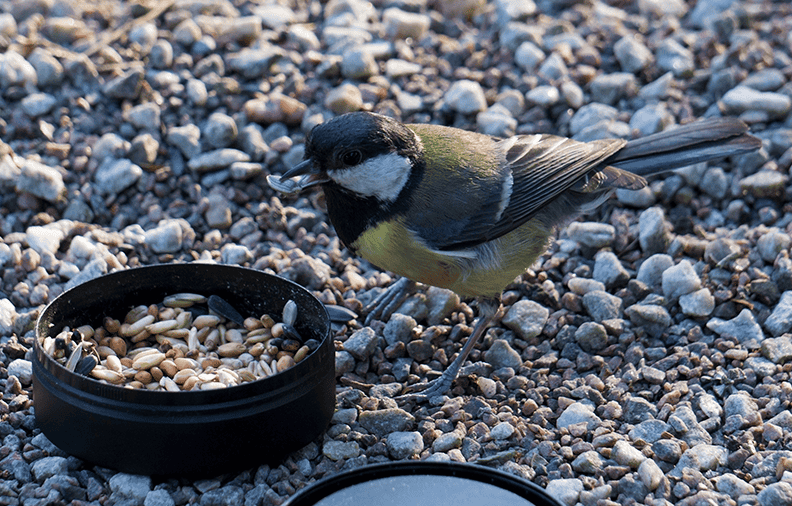 Great tit (2).png