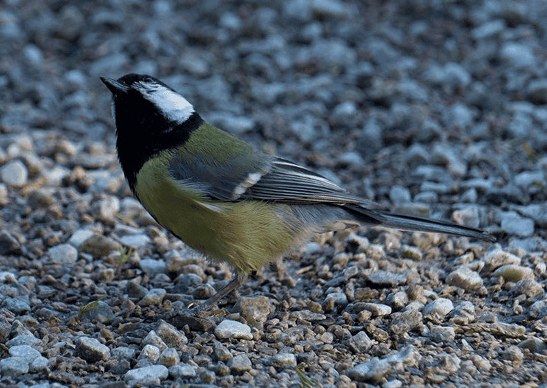 Great tit (3).png
