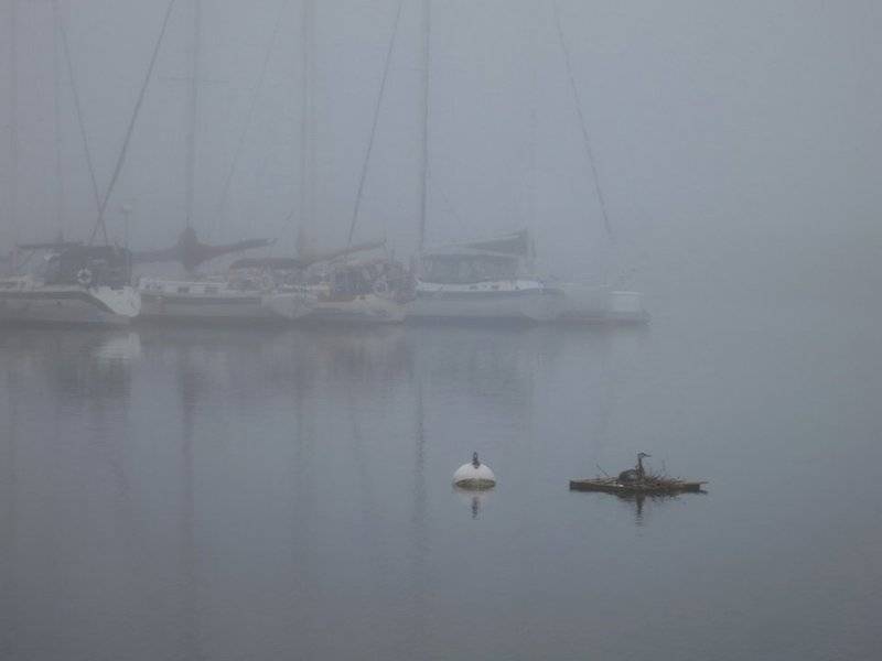 grebes.jpg