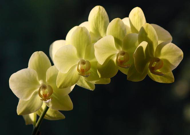 green-orchid-tn.jpg