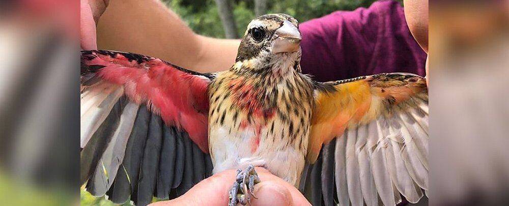 grosbeak_with_two_different_coloured_wings_1024.jpg