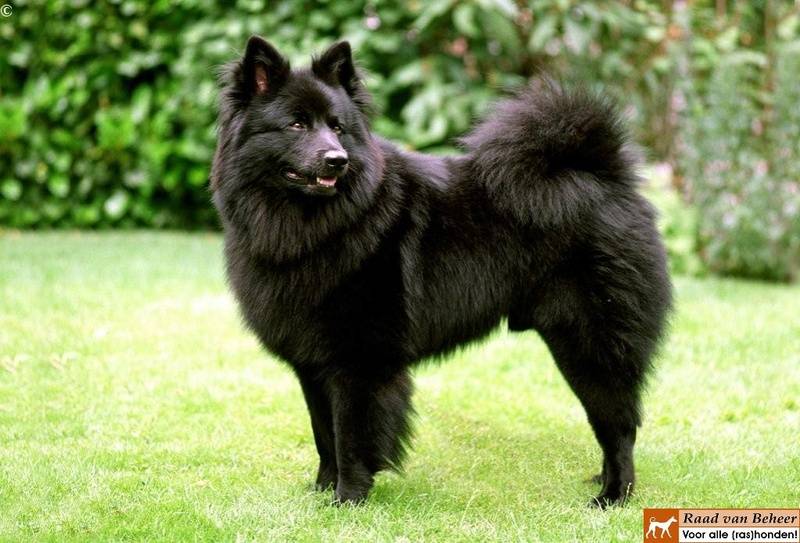 Grote-Keeshond-bruin-zwart.jpg