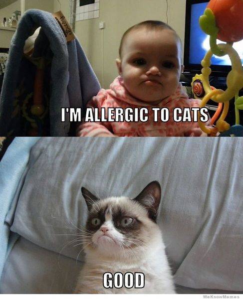 grumpy-baby-vs-gumpy-cat.jpg