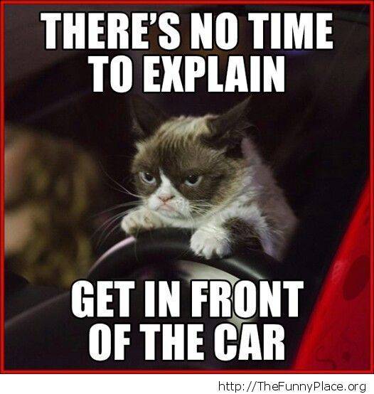 Grumpy-Cat-Car-accident.jpg