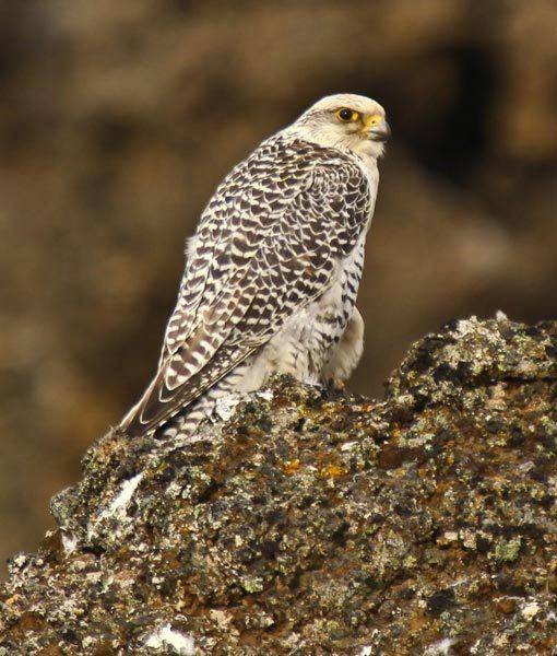 gyrfalcon-winter-whatchamacalits-510x600.jpg