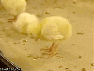 h4CBDEF9E.gif