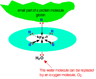 haemoglobin.gif